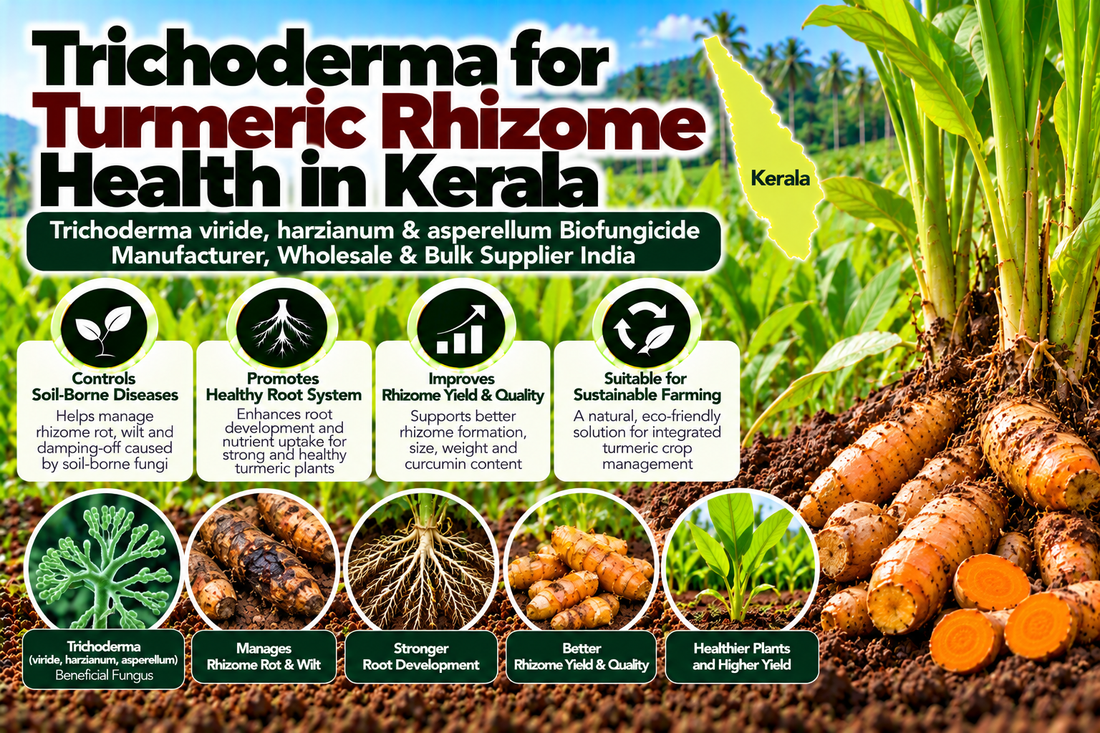 Trichoderma for Turmeric Rhizome Health in Kerala | Trichoderma viride, harzianum & asperellum Biofungicide Manufacturer, Wholesale & Bulk Supplier India