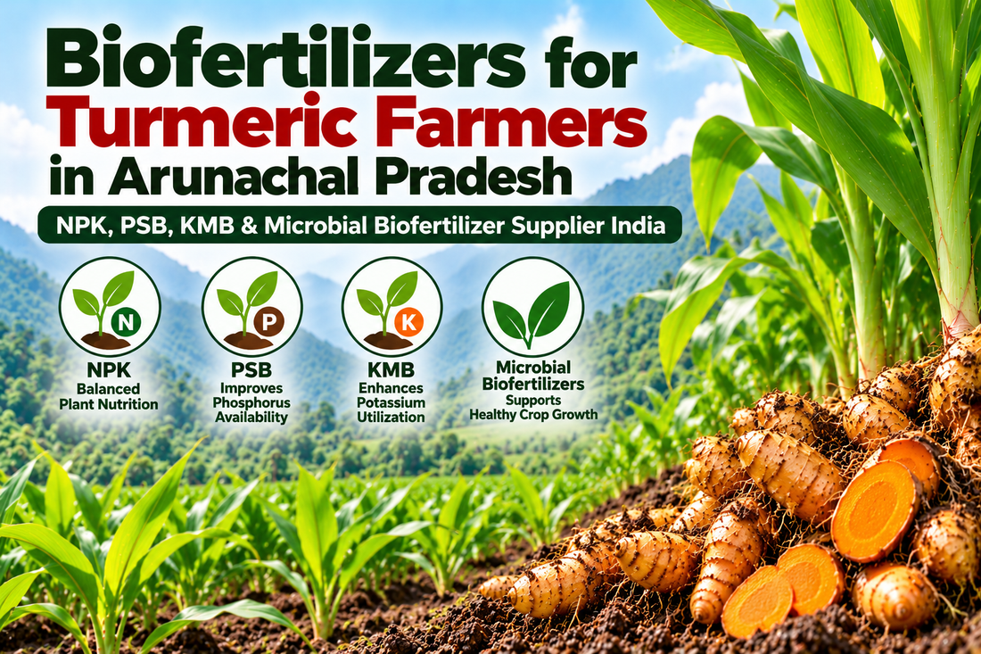 Biofertilizers for Turmeric Farmers in Arunachal Pradesh | NPK, PSB, KMB & Microbial Biofertilizer Supplier India