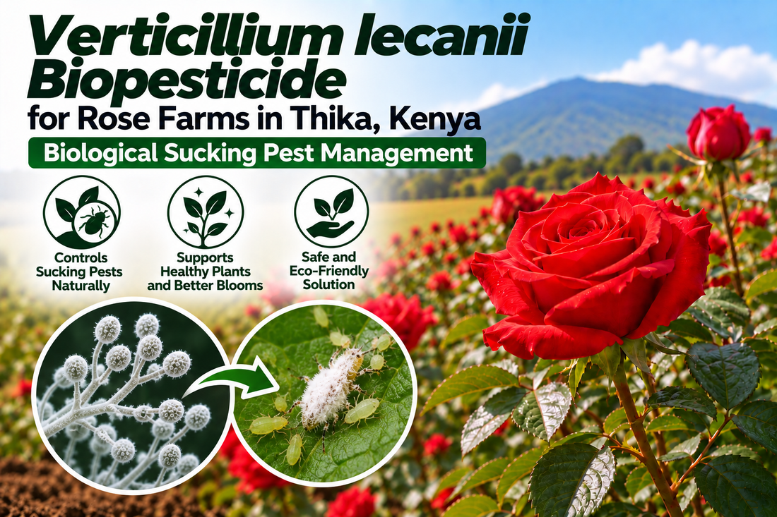 Verticillium lecanii Biopesticide for Rose Farms in Thika, Kenya | Biological Sucking Pest Management | Peak Laboratories India