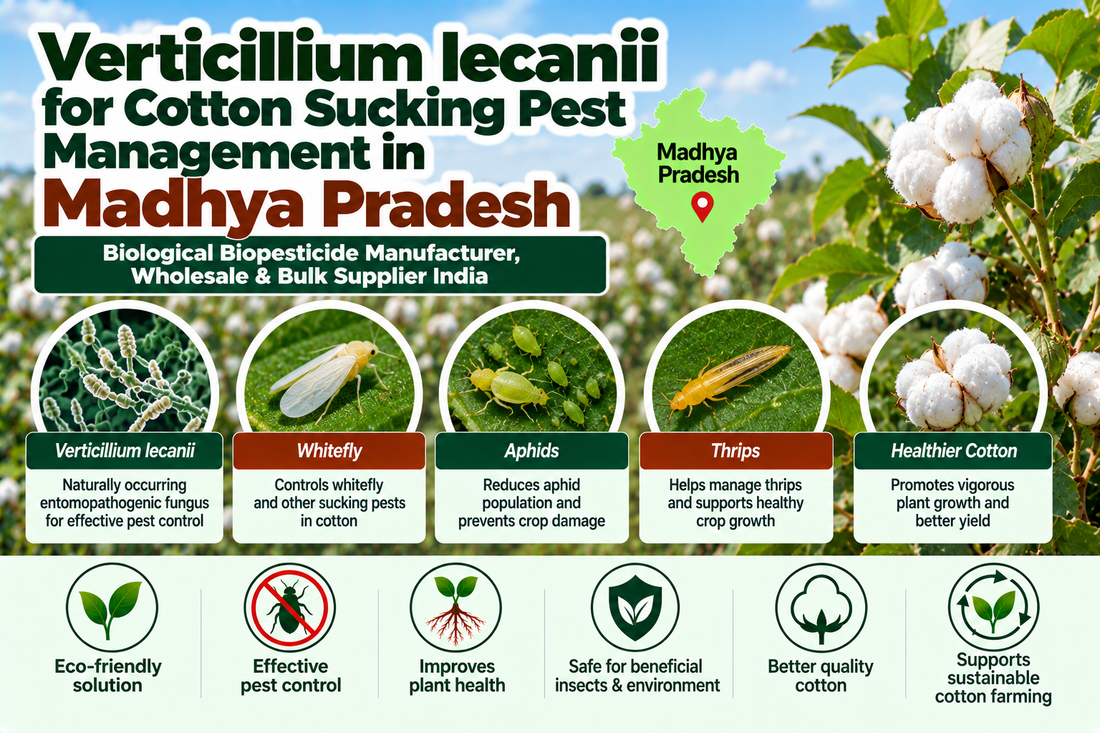 Verticillium lecanii for Cotton Sucking Pest Management in Madhya Pradesh | Biological Biopesticide Manufacturer, Wholesale & Bulk Supplier India