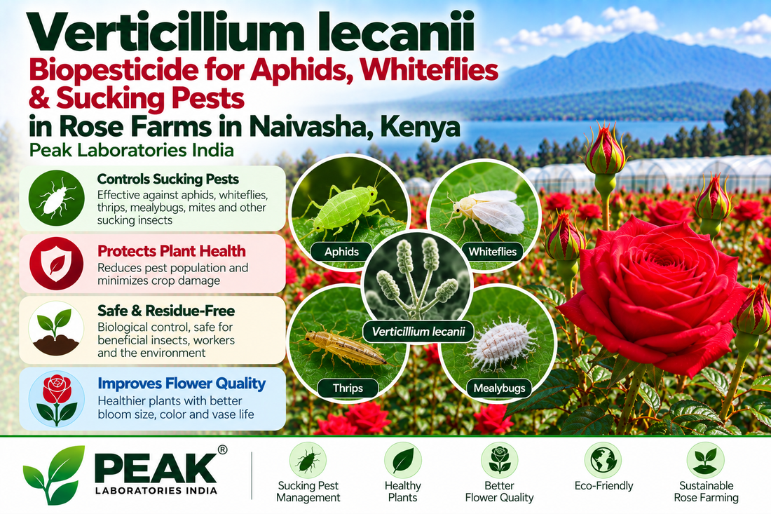 Verticillium lecanii Biopesticide for Aphids, Whiteflies & Sucking Pests in Rose Farms in Naivasha, Kenya | Peak Laboratories India