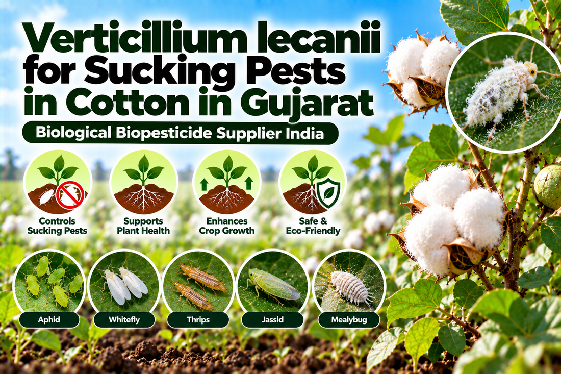 Verticillium lecanii for Sucking Pests in Cotton in Gujarat | Biological Biopesticide Supplier India