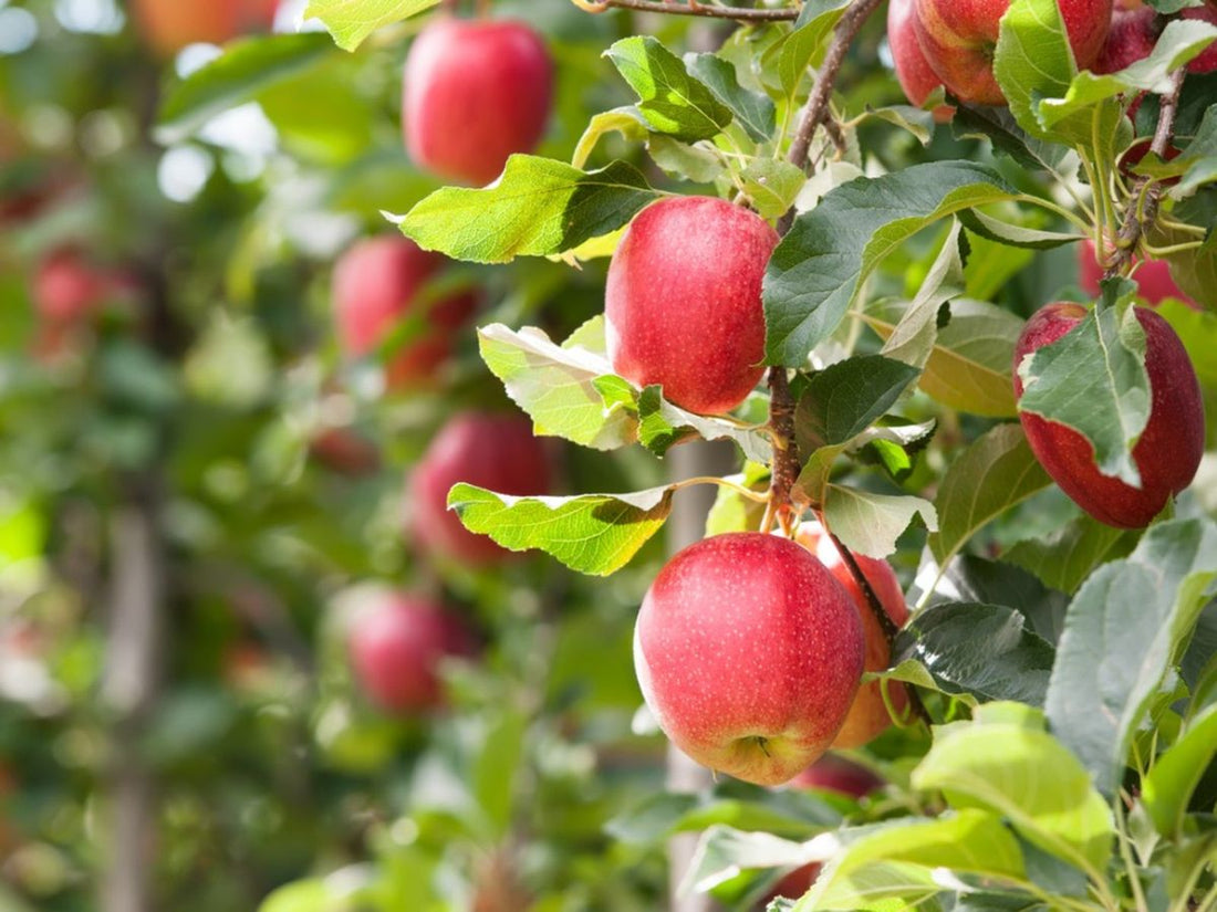 Streptomyces Lydicus for Apple Pythium Control