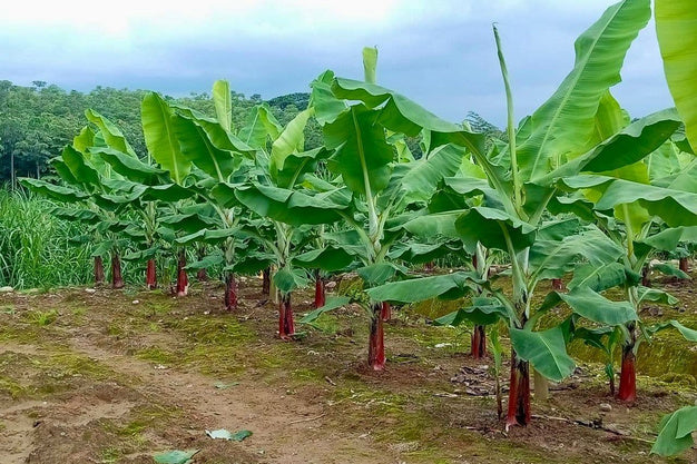 Restoring Soil Biology in Banana Plantations