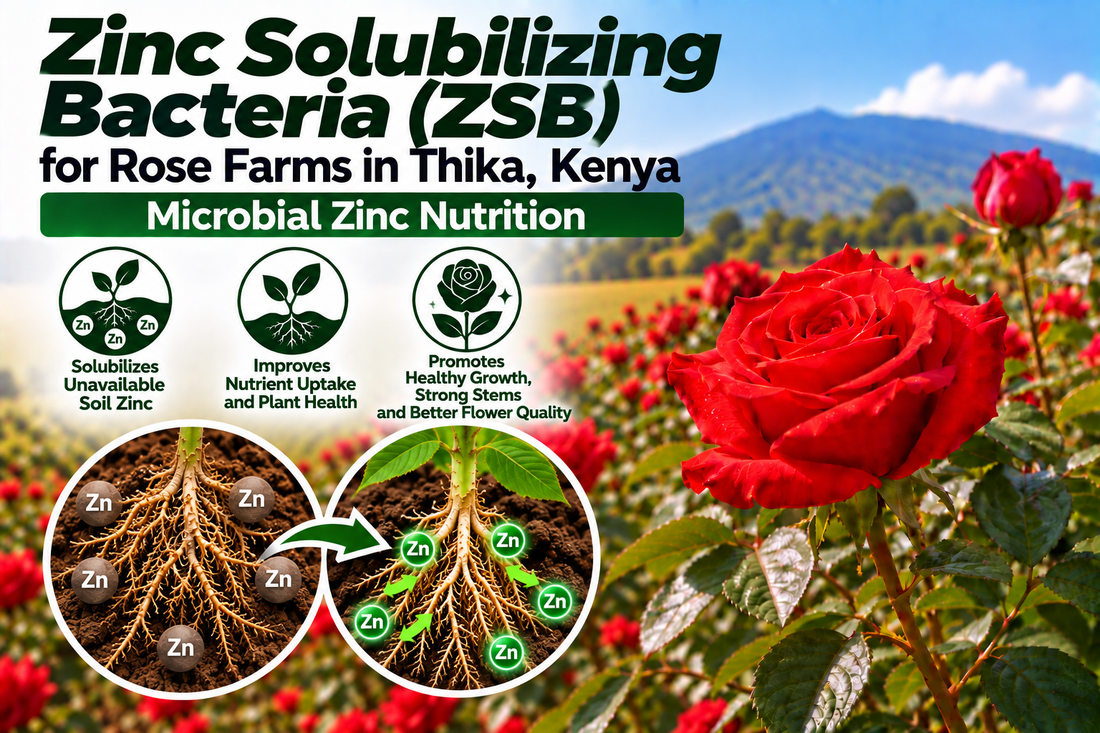 Zinc Solubilizing Bacteria (ZSB) for Rose Farms in Thika, Kenya | Microbial Zinc Nutrition | Peak Laboratories India