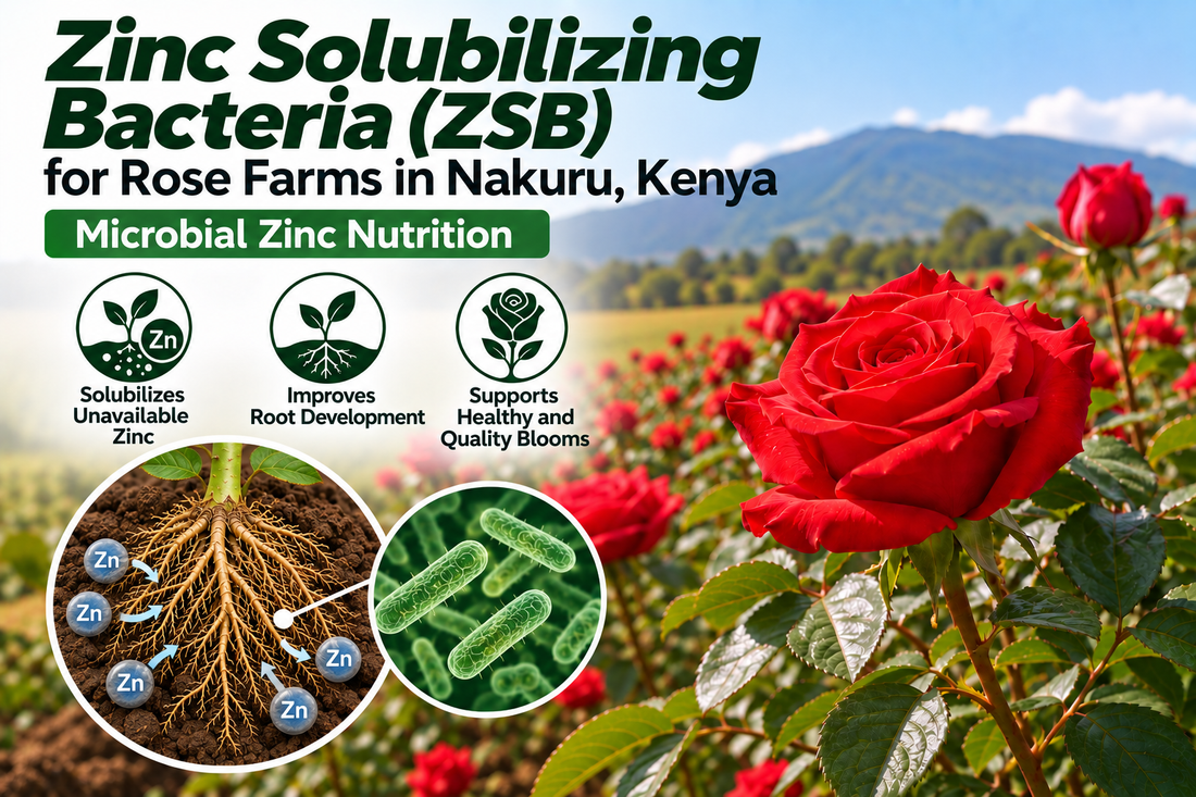 Zinc Solubilizing Bacteria (ZSB) for Rose Farms in Nakuru, Kenya | Microbial Zinc Nutrition | Peak Laboratories India
