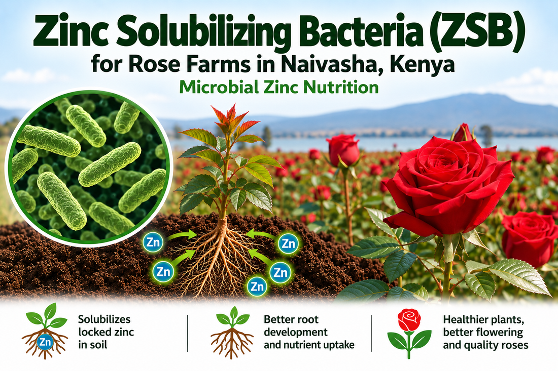 Zinc Solubilizing Bacteria (ZSB) for Rose Farms in Naivasha, Kenya | Microbial Zinc Nutrition | Peak Laboratories India