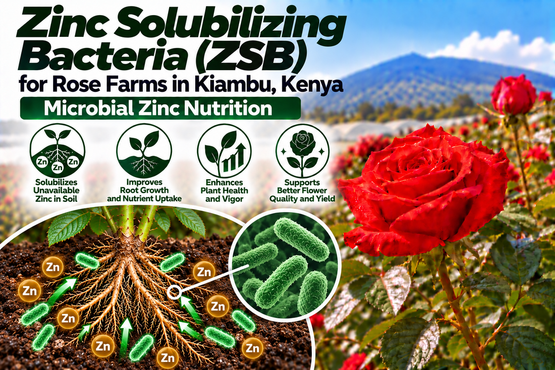 Zinc Solubilizing Bacteria (ZSB) for Rose Farms in Kiambu, Kenya | Microbial Zinc Nutrition | Peak Laboratories India