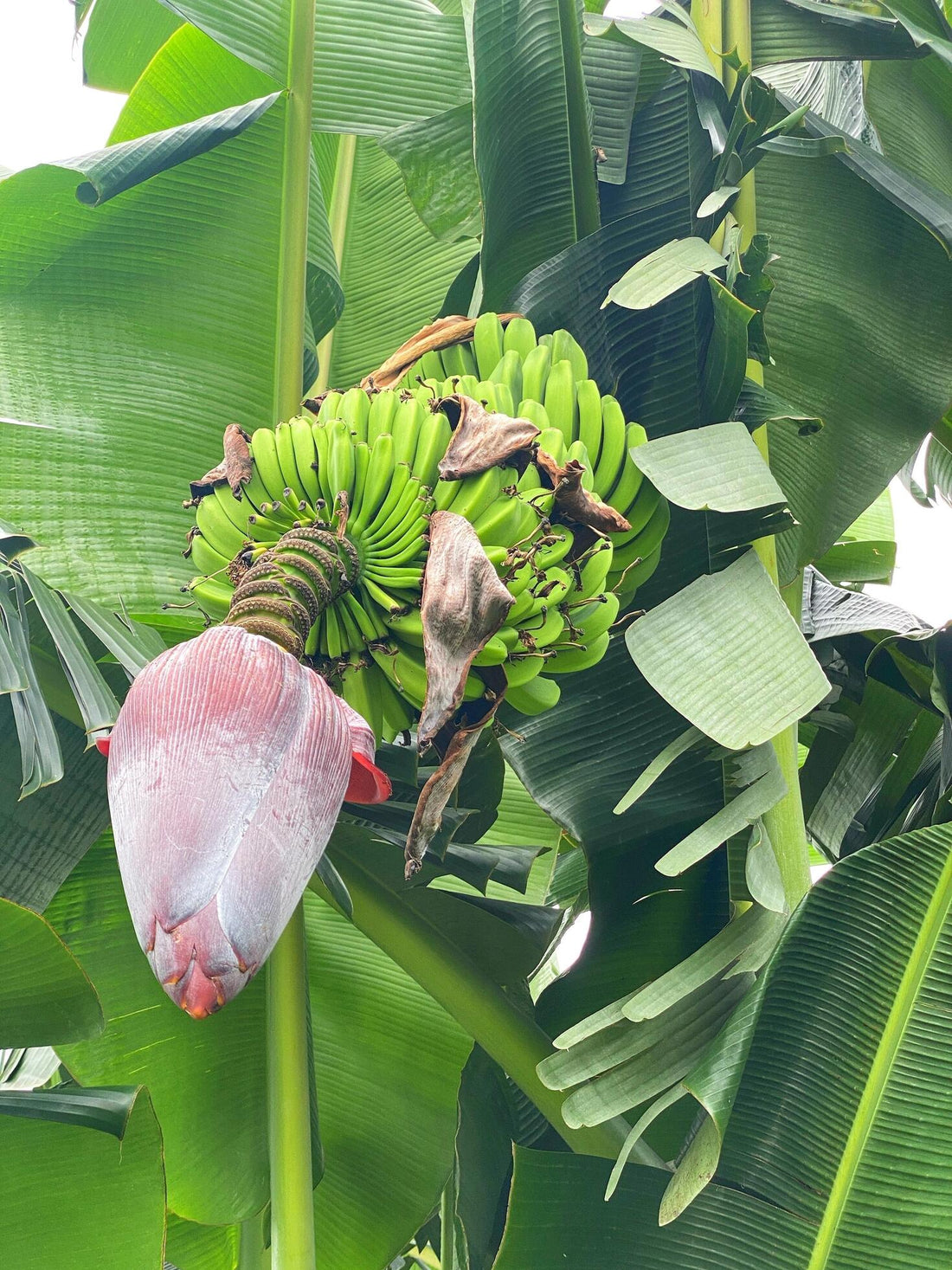 Eco-Friendly Banana Crop Protection