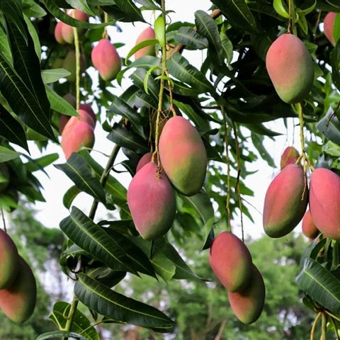 Streptomyces Lydicus Dosage for Mango