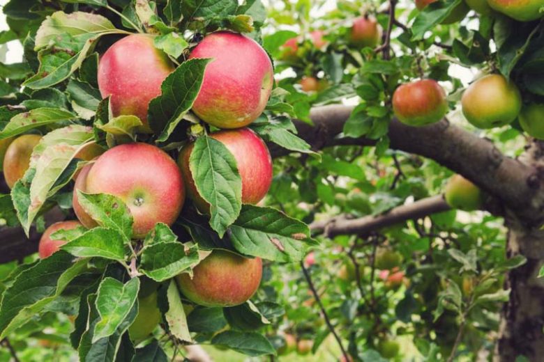 Streptomyces Lydicus for Apple Root Growth