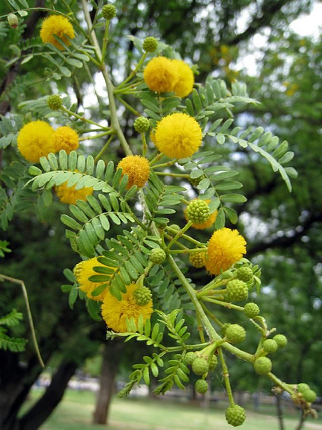 Trichoderma Pseudomonas Bacillus for Acacia