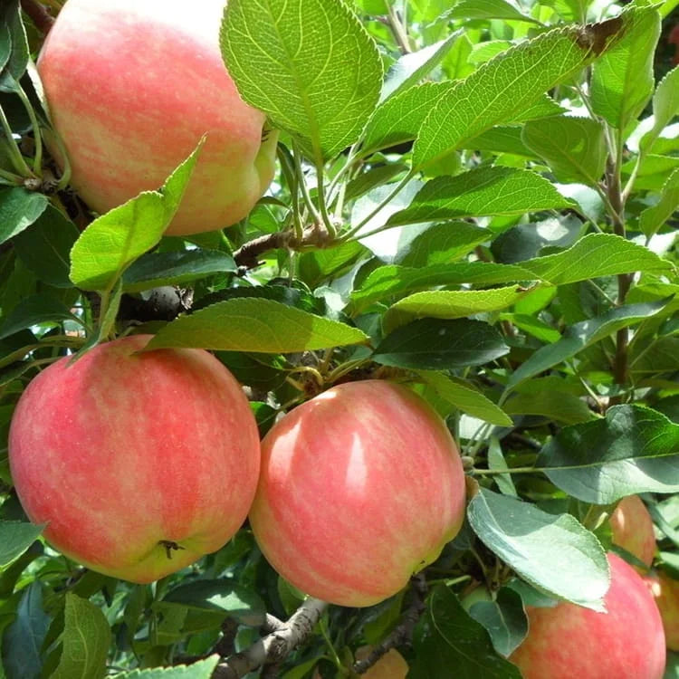 Streptomyces Lydicus for Apple Integrated Disease Management