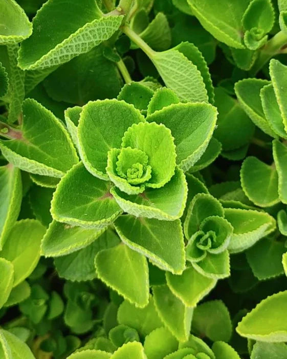 Trichoderma Pseudomonas Bacillus for Ajwain