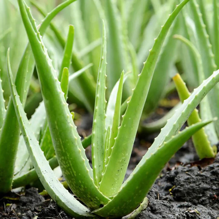 Trichoderma Pseudomonas Bacillus for Aloe Vera