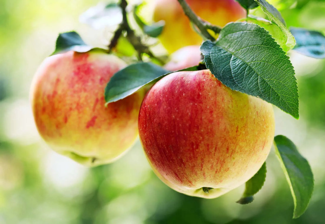 Trichoderma Pseudomonas Bacillus for Apple