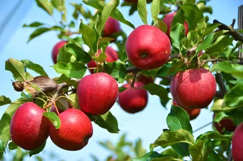 Streptomyces Lydicus for Apple Sustainable Farming