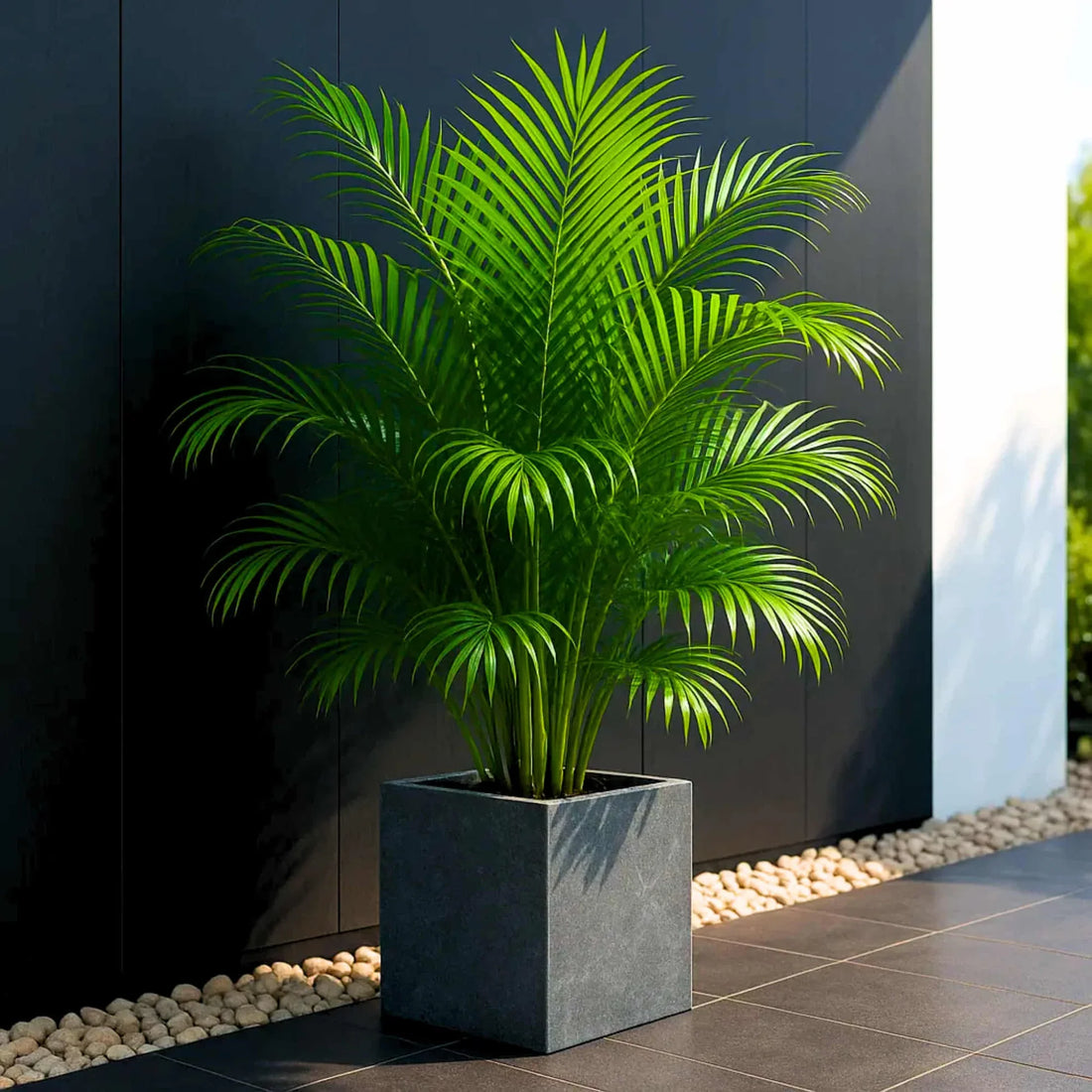 Trichoderma Pseudomonas Bacillus for Areca Palm