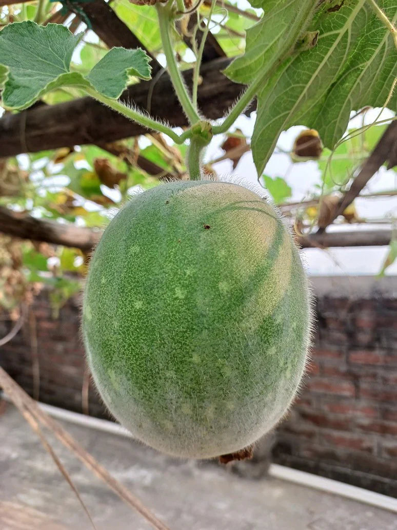 Trichoderma Pseudomonas Bacillus for Ash Gourd