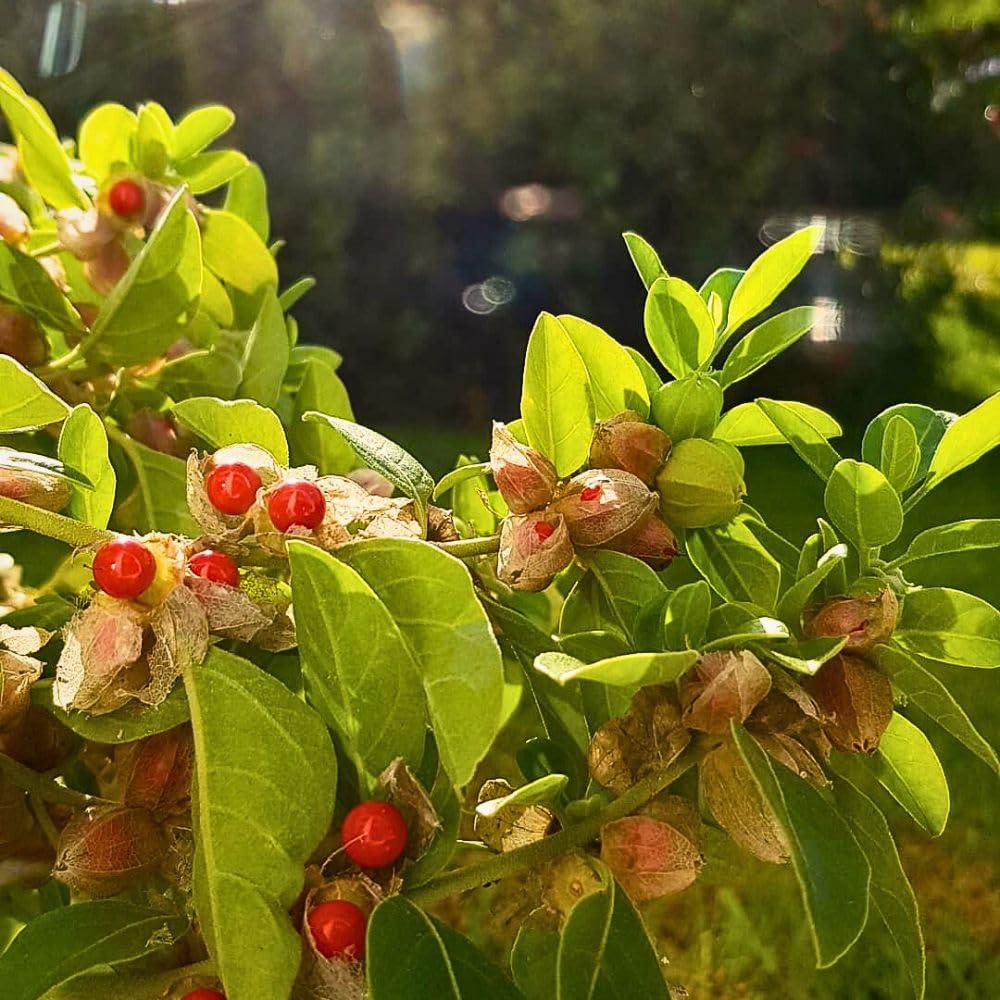 Trichoderma Pseudomonas Bacillus for Ashwagandha
