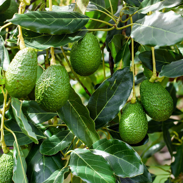 Trichoderma Pseudomonas Bacillus for Avocado