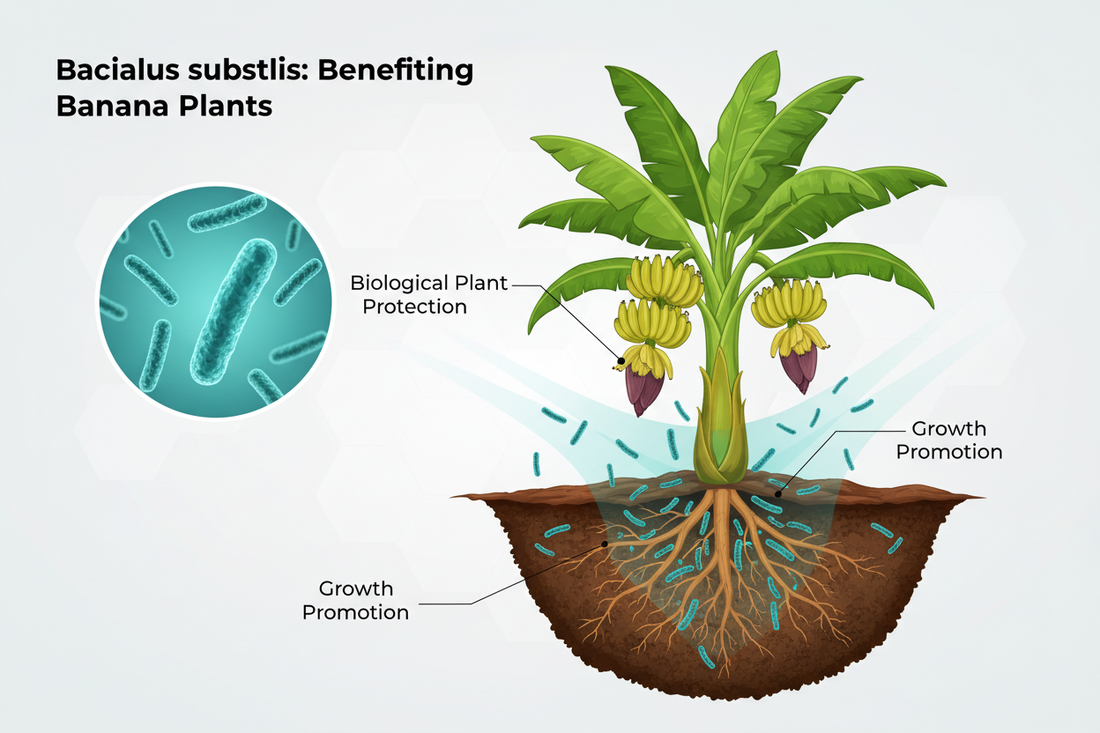 Bacillus subtilis for Banana