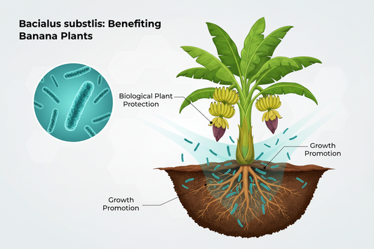 Bacillus subtilis for Banana