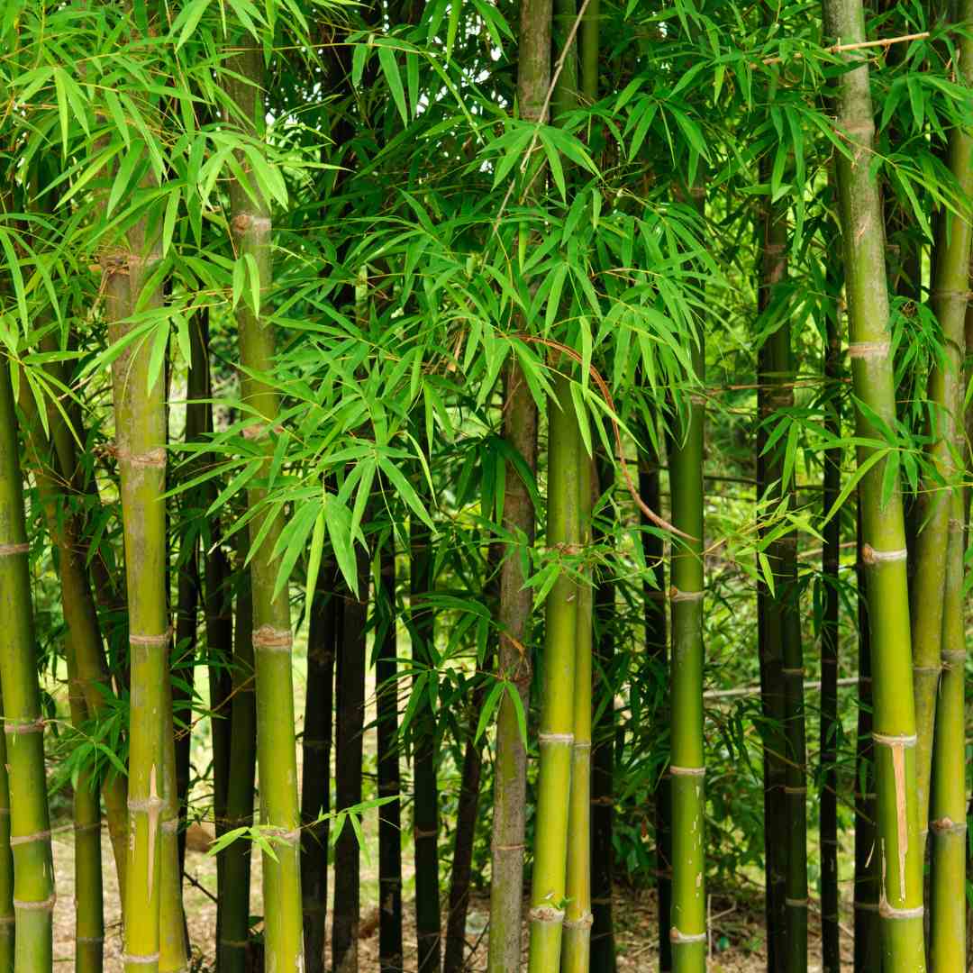 Trichoderma Pseudomonas Bacillus for Bamboo