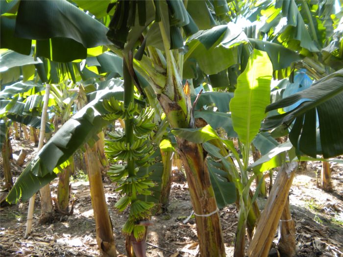 Drip Irrigation Application of Streptomyces Lydicus