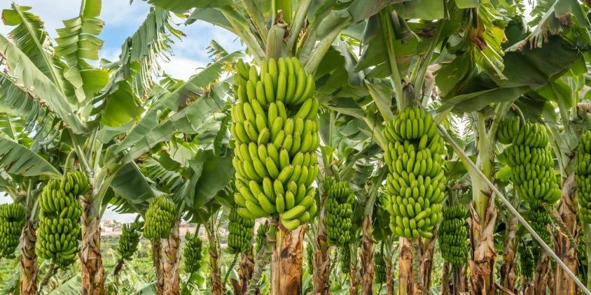 Vigorous Vegetative Growth in Banana