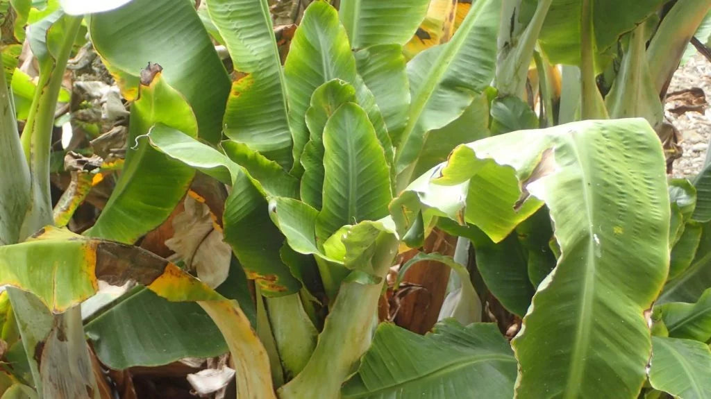 Benefits of Streptomyces Lydicus in Banana Cultivation