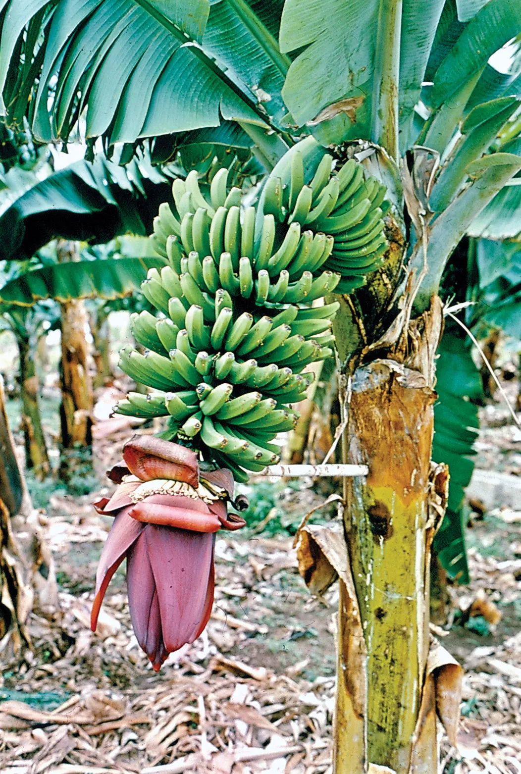 Better Root Development in Tissue Culture Banana