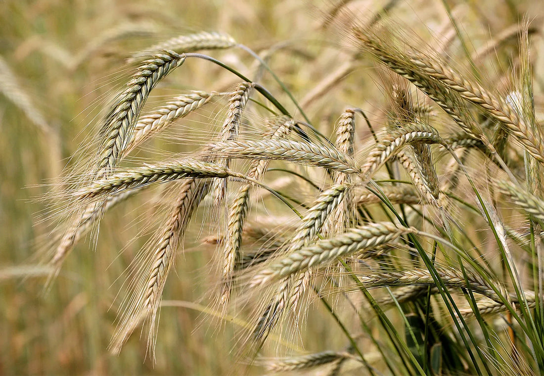 Trichoderma Pseudomonas Bacillus for Barley