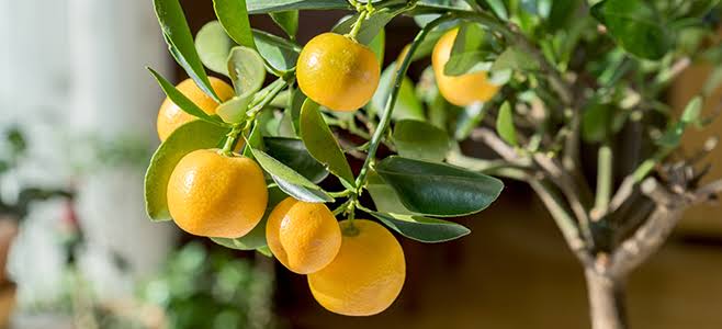 Streptomyces Lydicus Biofungicide for Citrus