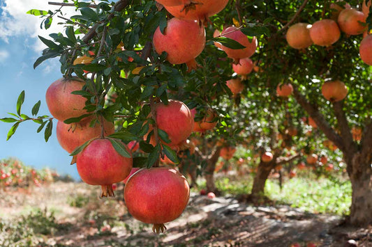 Streptomyces Lydicus Supplier for Pomegranate Farmers