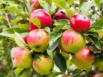 Streptomyces Lydicus for Apple Soil Microbial Balance
