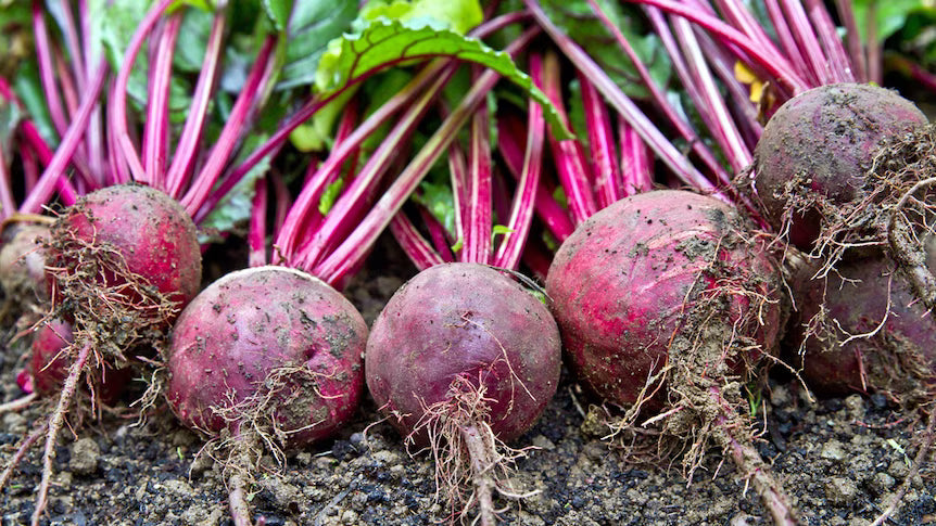 Trichoderma Pseudomonas Bacillus for Beetroot