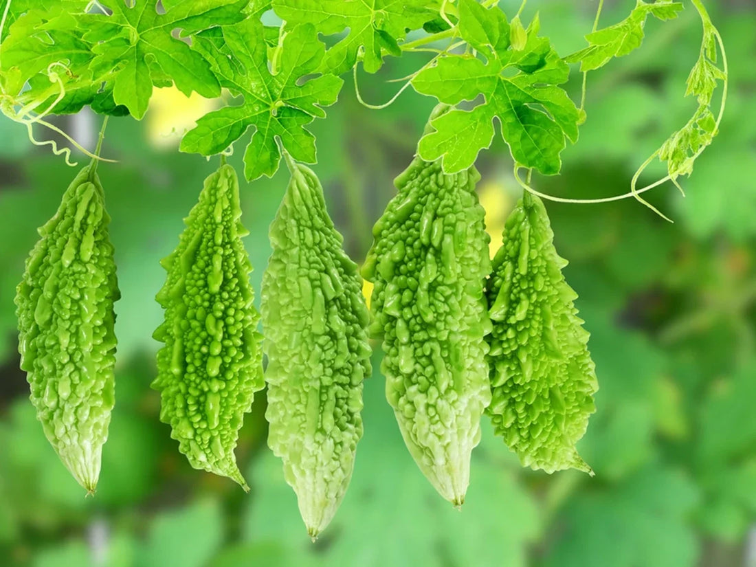 Trichoderma Pseudomonas Bacillus for Bitter Gourd