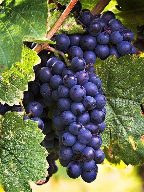 Trichoderma Pseudomonas Bacillus for Grapes