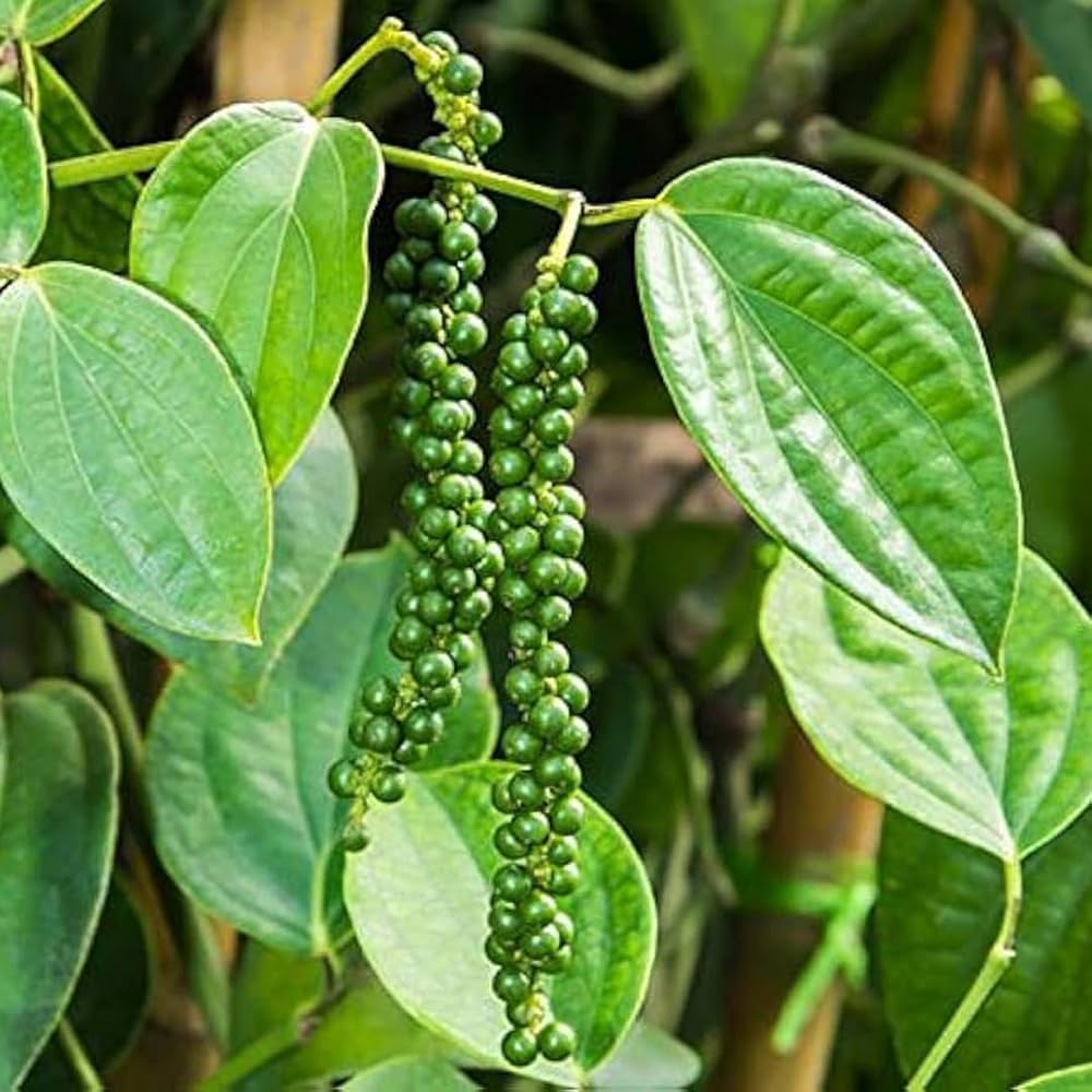 Trichoderma Pseudomonas Bacillus for Black Pepper