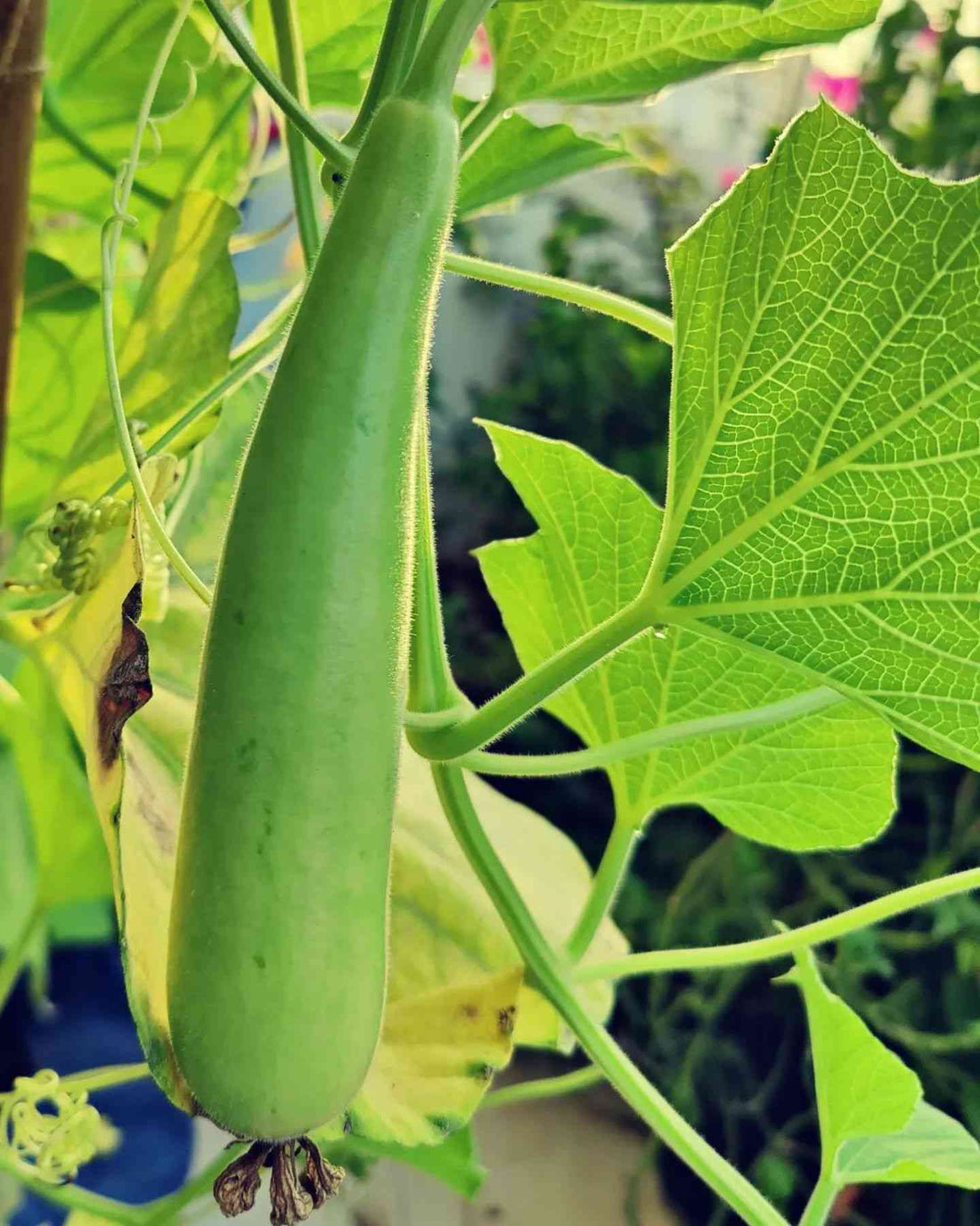 Trichoderma Pseudomonas Bacillus for Bottle Gourd