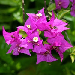 Trichoderma Pseudomonas Bacillus for Bougainvillea