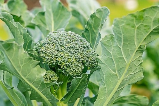 Boosting Broccoli Yields Naturally: The Power of Biofertilizers