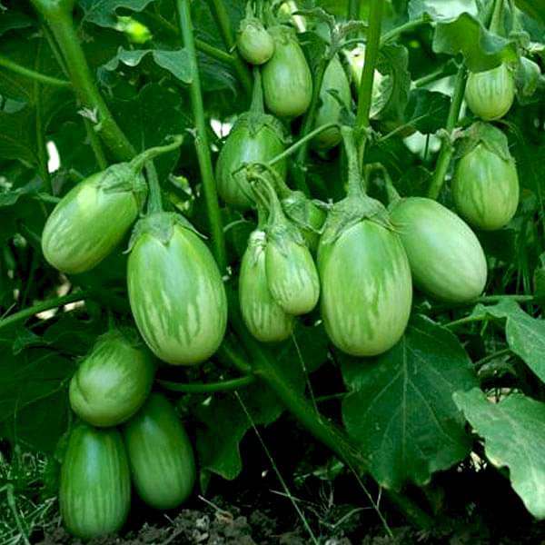 Trichoderma Pseudomonas Bacillus for Brinjal