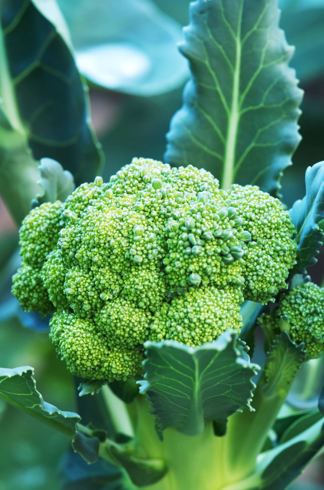Trichoderma Pseudomonas Bacillus for Broccoli