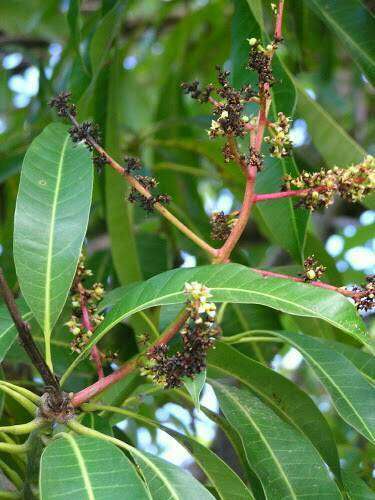 Streptomyces Lydicus for Mango Flowering
