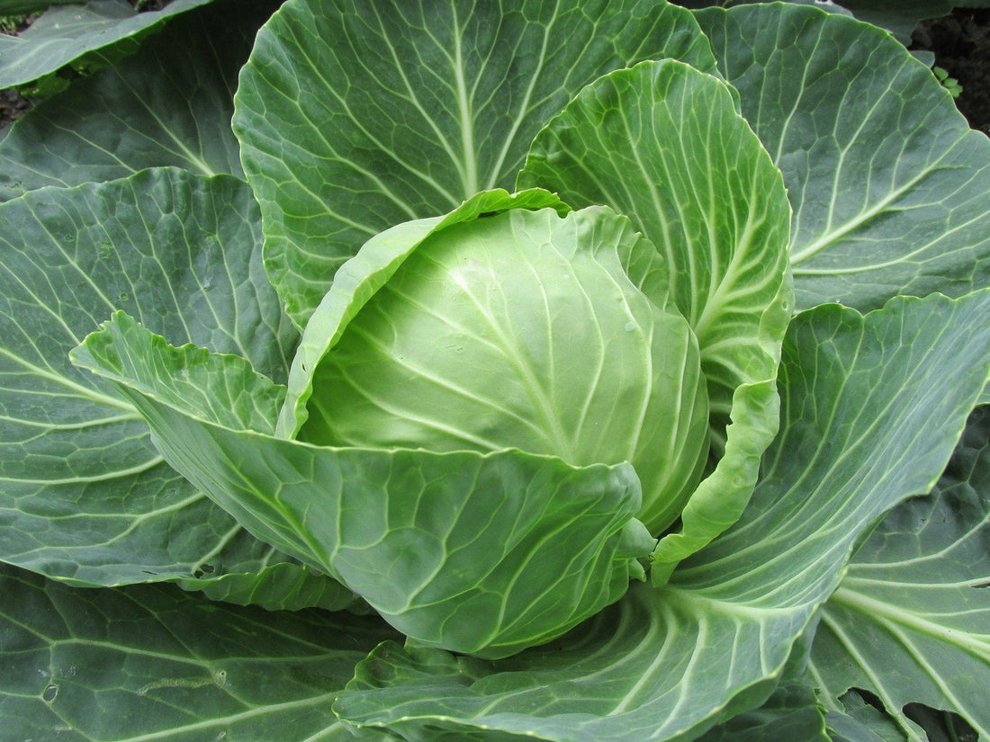 Trichoderma Pseudomonas Bacillus for Cabbage