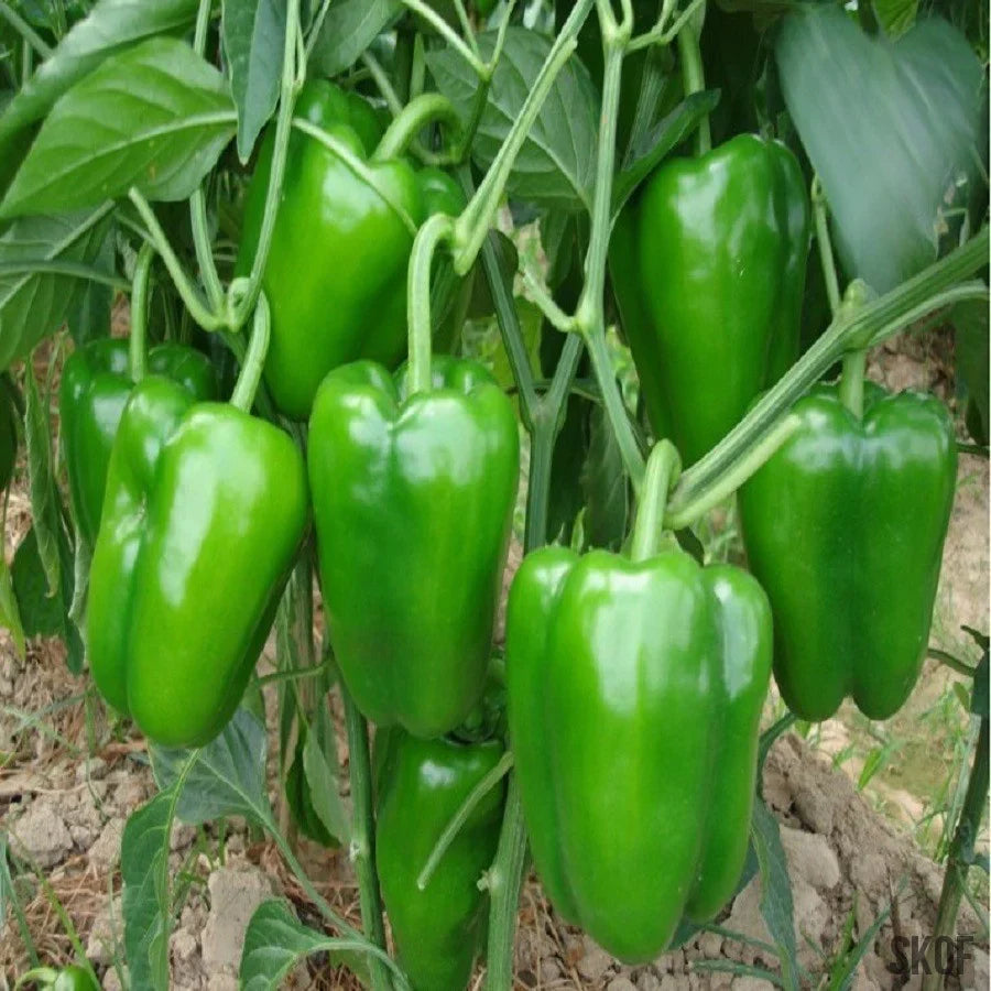 Trichoderma Pseudomonas Bacillus for Capsicum