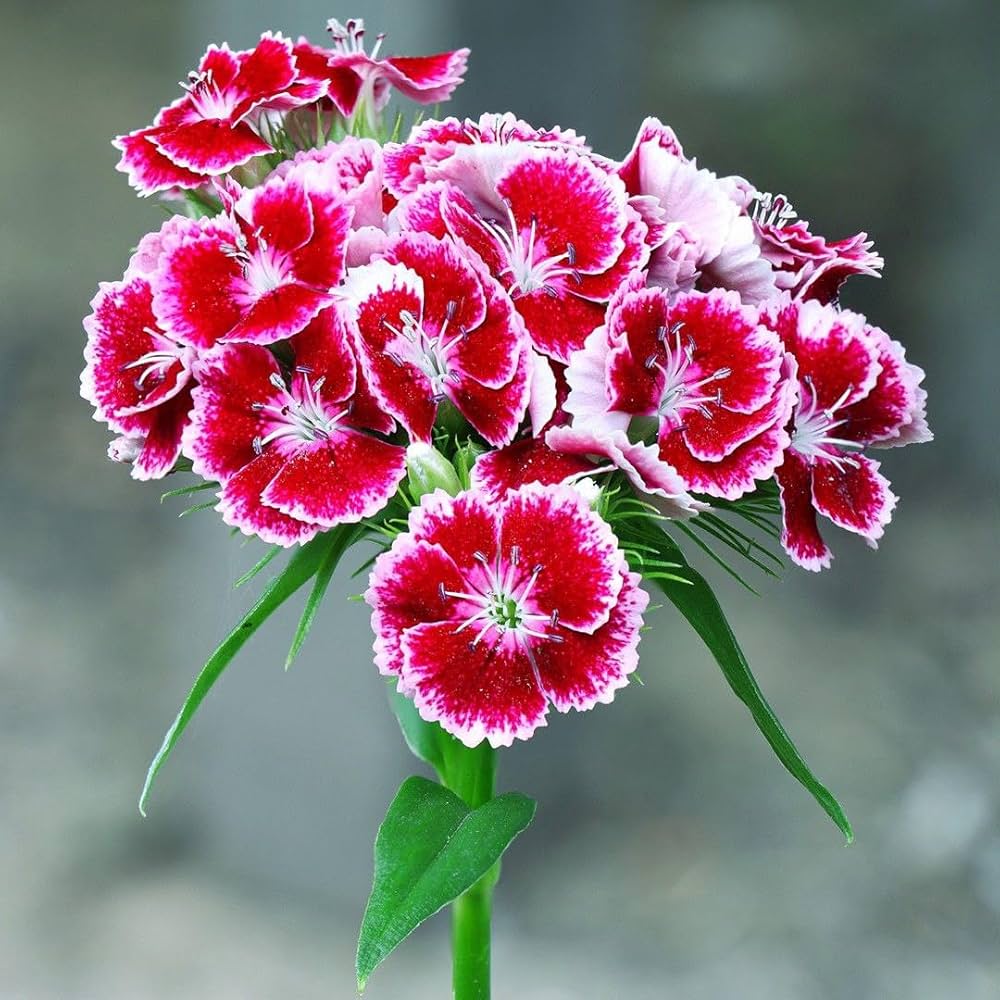 Trichoderma Pseudomonas Bacillus for Carnation