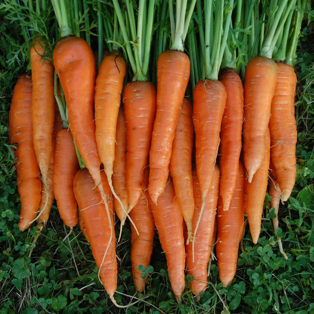 Trichoderma Pseudomonas Bacillus for Carrot